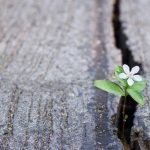 Small flower grows in a crack